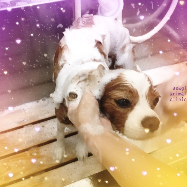 4D0A092C-9B32-4543-A38B-80E489FFD207.jpeg